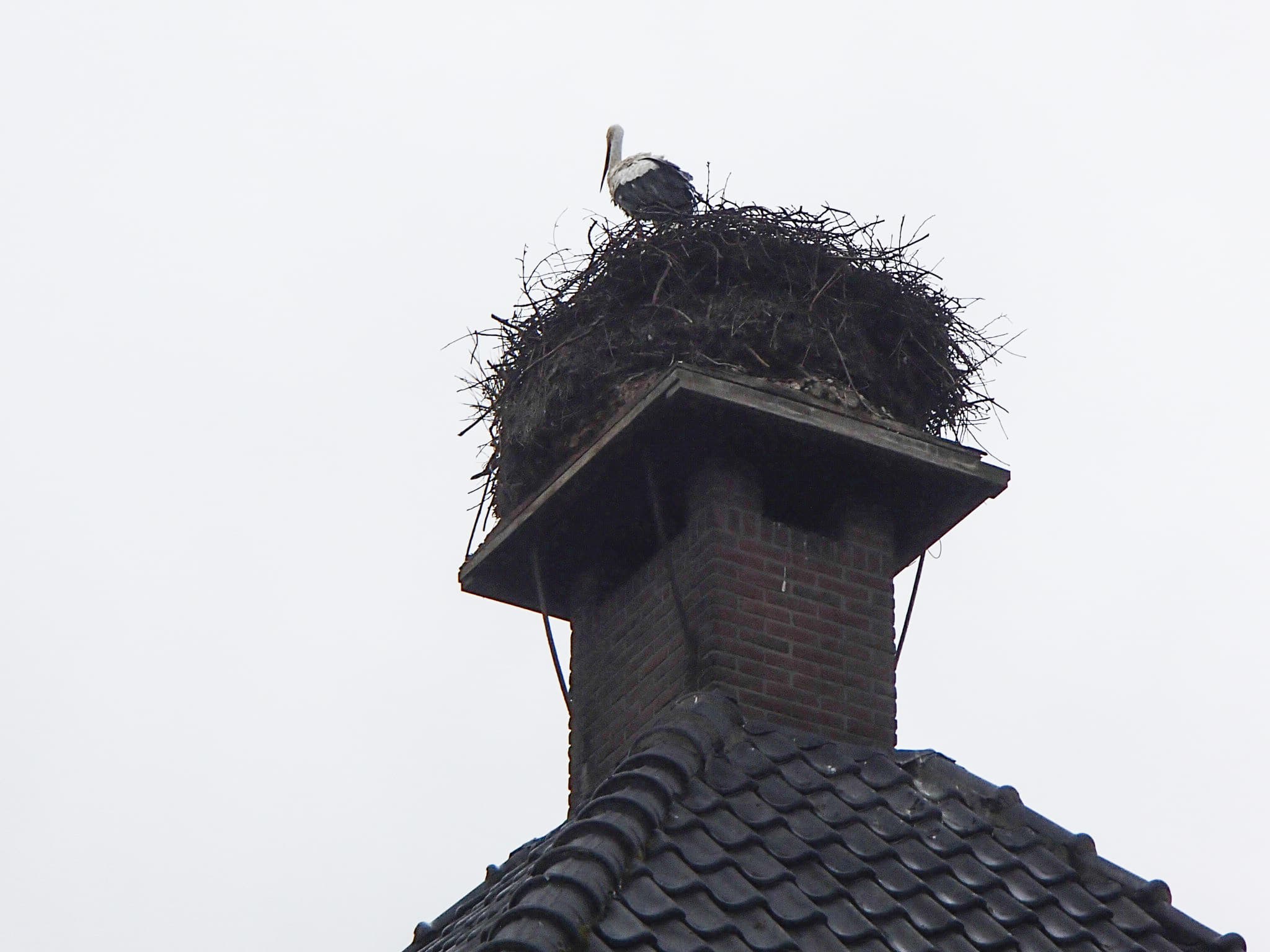 Ooievaars op een nest, een veelvoorkomend gezicht in het Vechtdal.