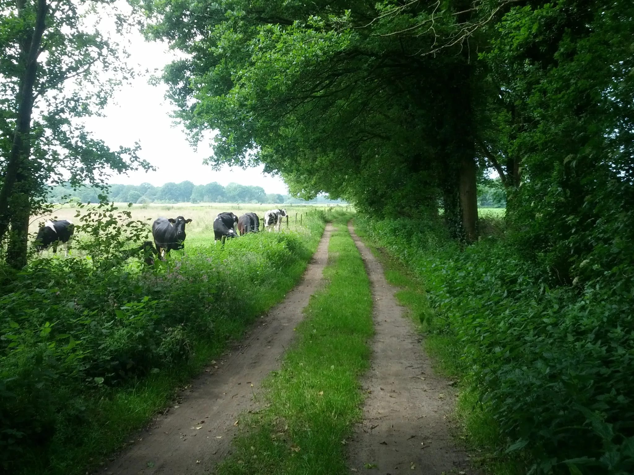 Een zonnig bospad op de route van het Maarten van Rossumpad.
